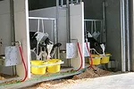 calves in individual stalls