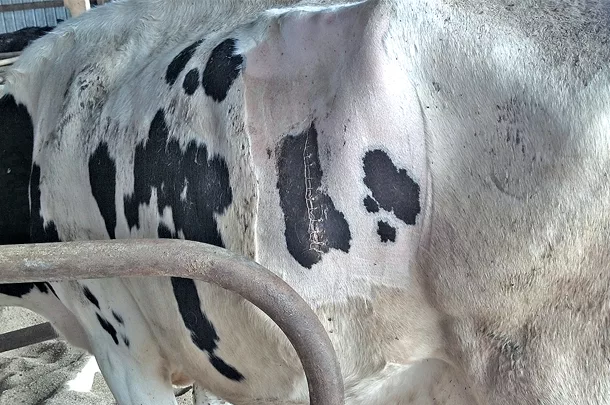 Displaced abomasum can be avoided by encouraging immediate water intake