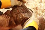 hoof measuring