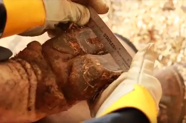 hoof measuring