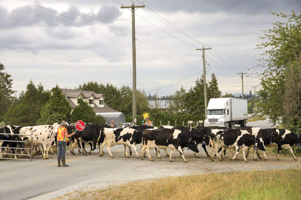 dairy cows crossing the road