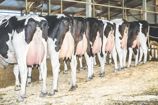 Using sexed semen on the best females in the herd