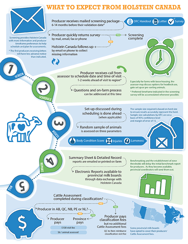 cattle assessment process info Holstein Canada