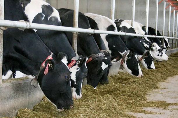 cows eating