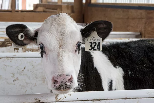 dairy calf
