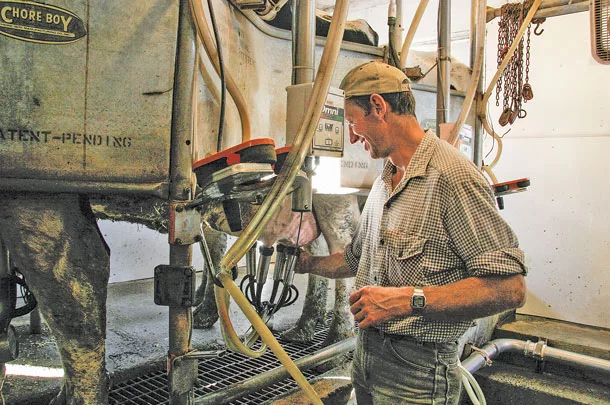 Checking the milkers