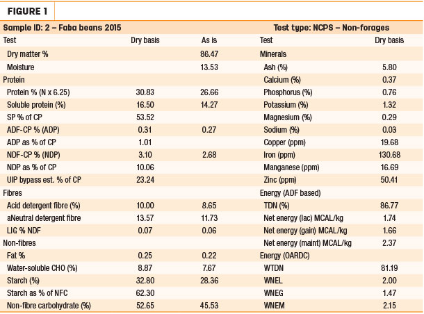 Faba bean Samples