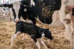 Newborn calf and dam