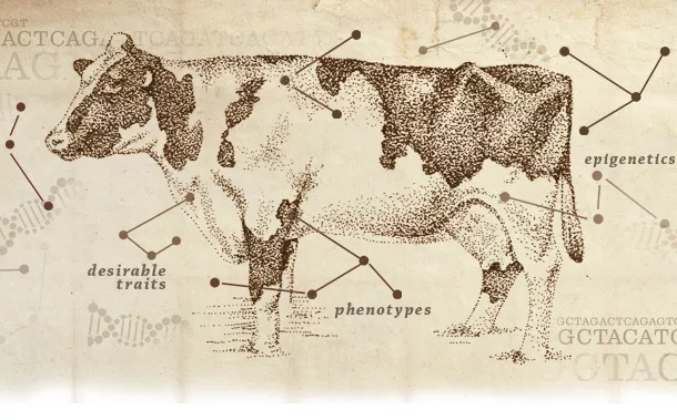 Dairy cattle genetics
