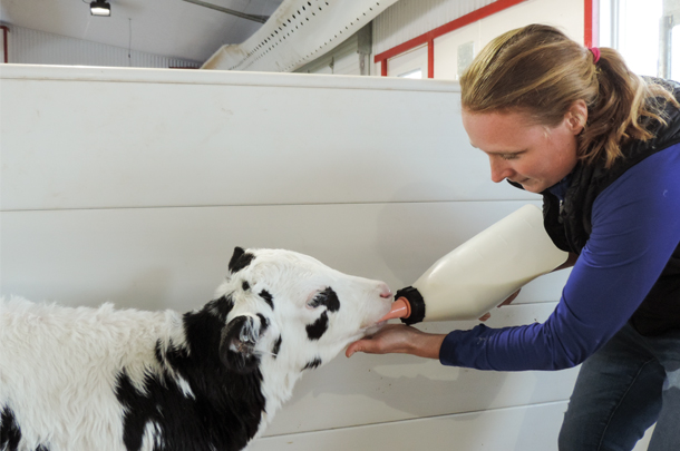 The first feeding of colostrum for calves