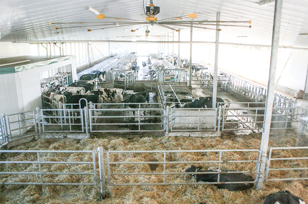 New freestall barn at Danensview Farms