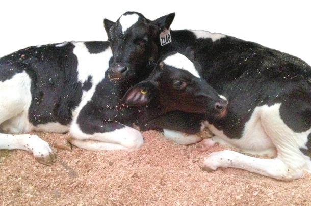 UBC kept calves int he smallest group possible