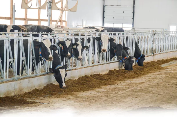 Freestall barns