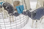 Winterize your calves