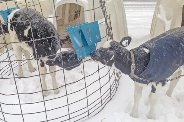 Winterize your calves