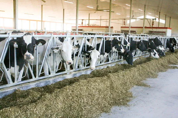 cows eating