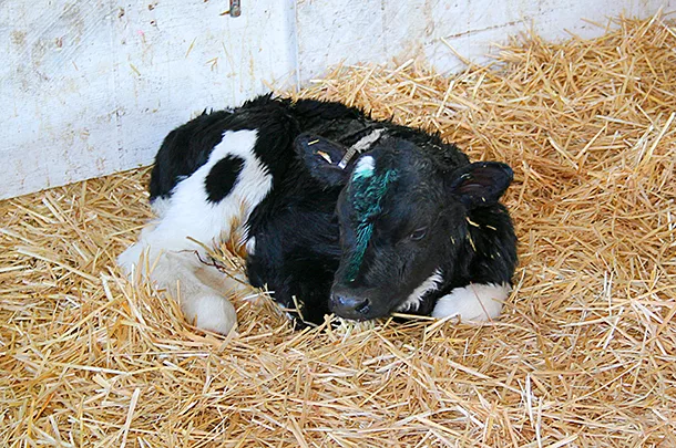 011917-calf-ca.jpg