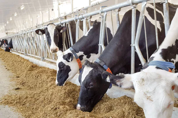 dairy cows eating