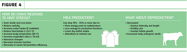 How do cows respond to heat stress