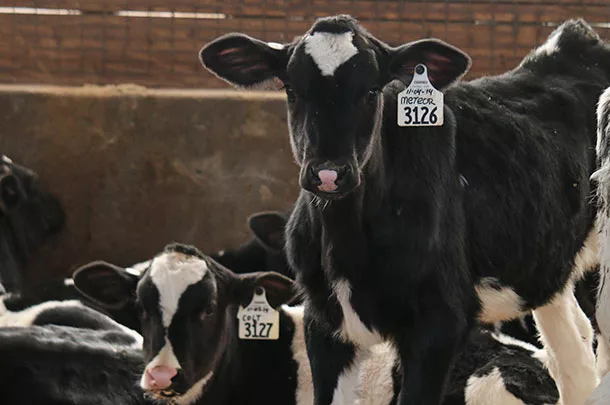 dairy calf