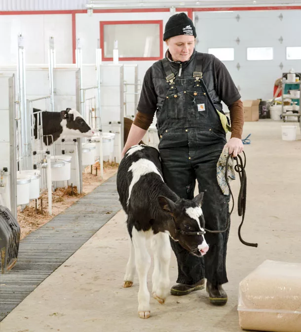 Moving calves