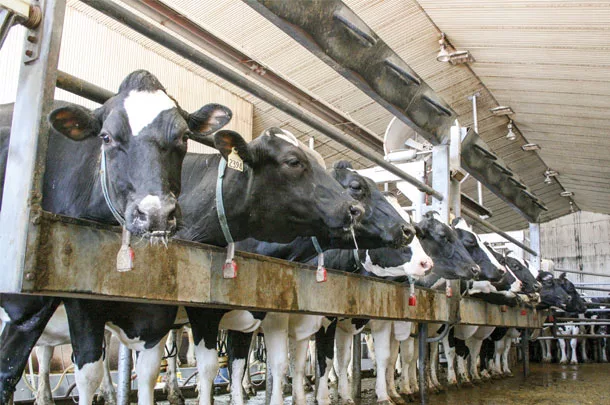 Cows being milked