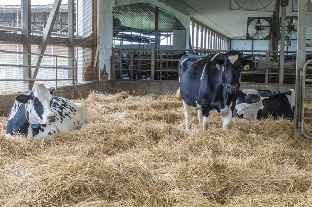 Calving area