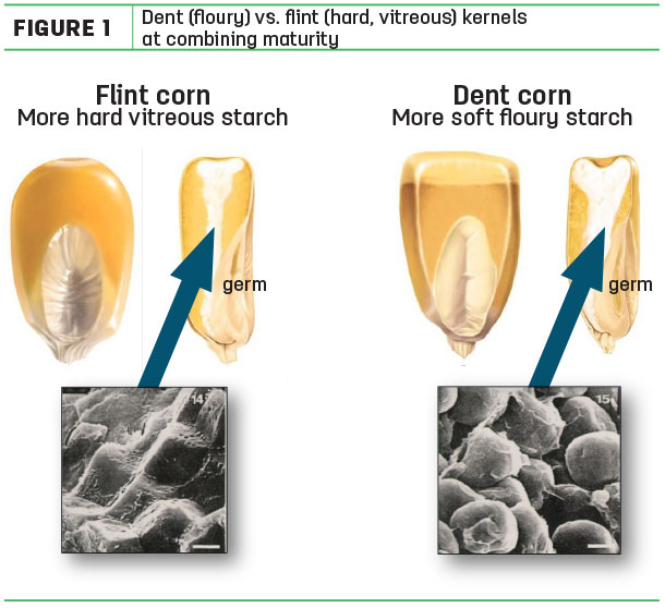 Dent(floury) vs. flint (hard, vitreous) kernels at combining maturnity