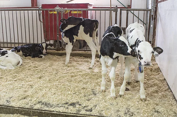 calf group