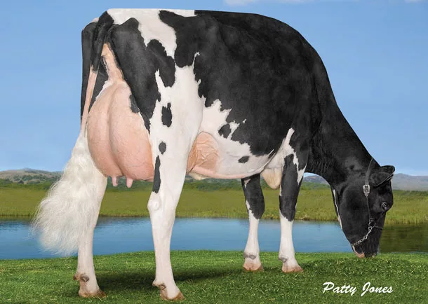 Show cow