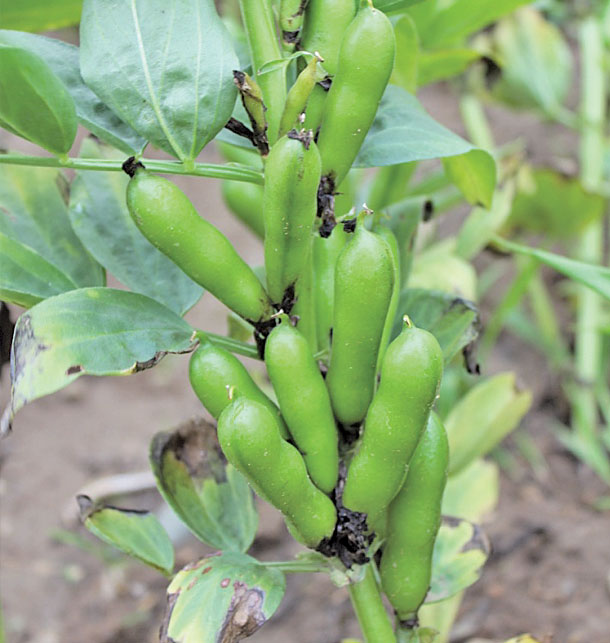 Faba beans