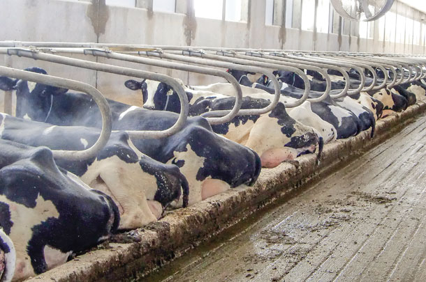 Ffreestall bedding behaviour
