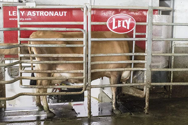 milking robot