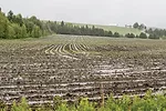 Wet fields