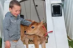 Elliott Peters and calf