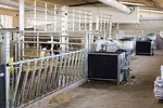calf barn