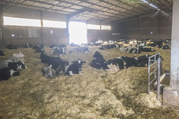 Bedded pack barn