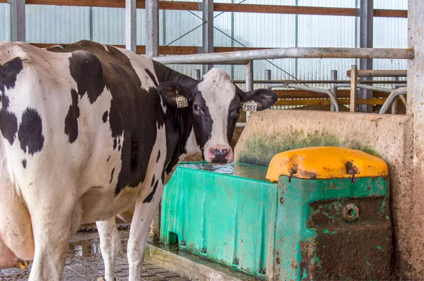 dairy cow