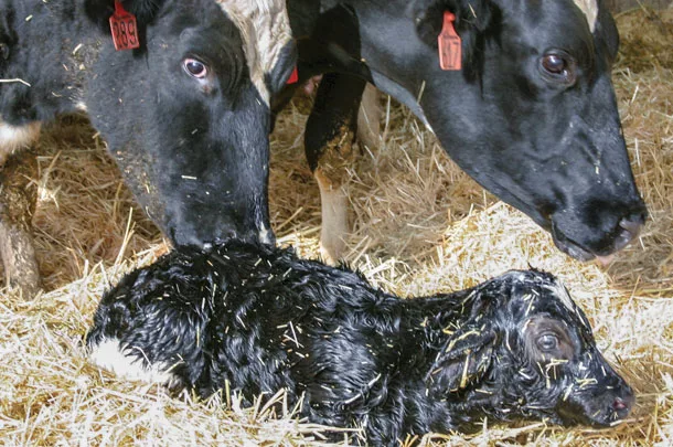 New born calf