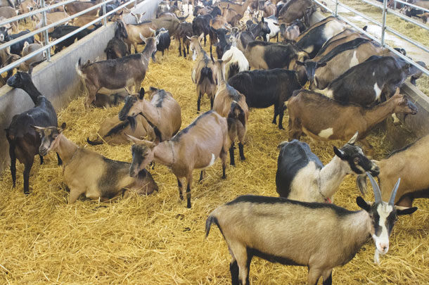 Dairy goat operations improve profitability