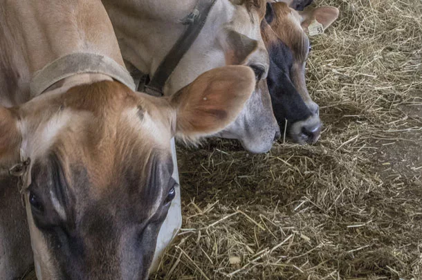 Cow at the feedbunk 