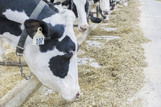 Hydro One, an Ontario utility company, is offering financial incentives for farmers to upgrade pumps, livestock waterers, plate coolers, milk scroll compressors, hot water systems and lighting for more energy-efficient options