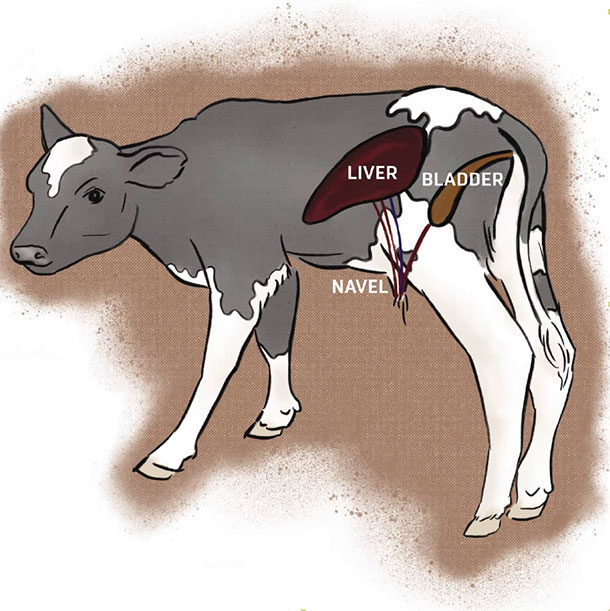 Navel infections are a common problem affecting male and female dairy calves.