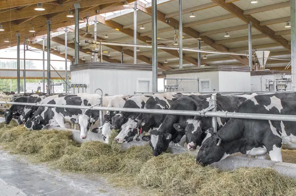 Cows at the feedbunk