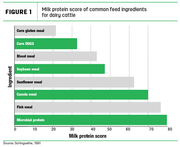 Milk protein score of common feed ingredients  for dairy cattle