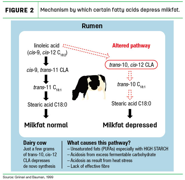 Mechanism by which certain fatty acids depress milkfat.