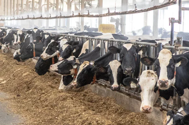 Cows in feedbunk