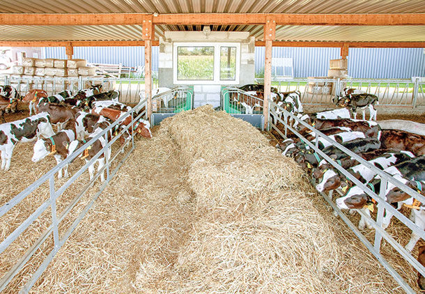 Calf feeding using automated feeders