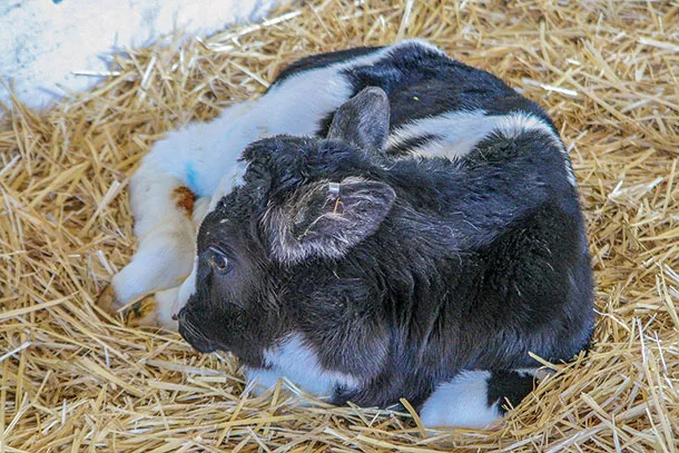 Recent studies show an association between ultrasonographic lung lesions and future milk production