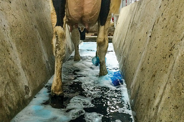 Longer footbaths allow cows to dip all four hooves in the solution.
